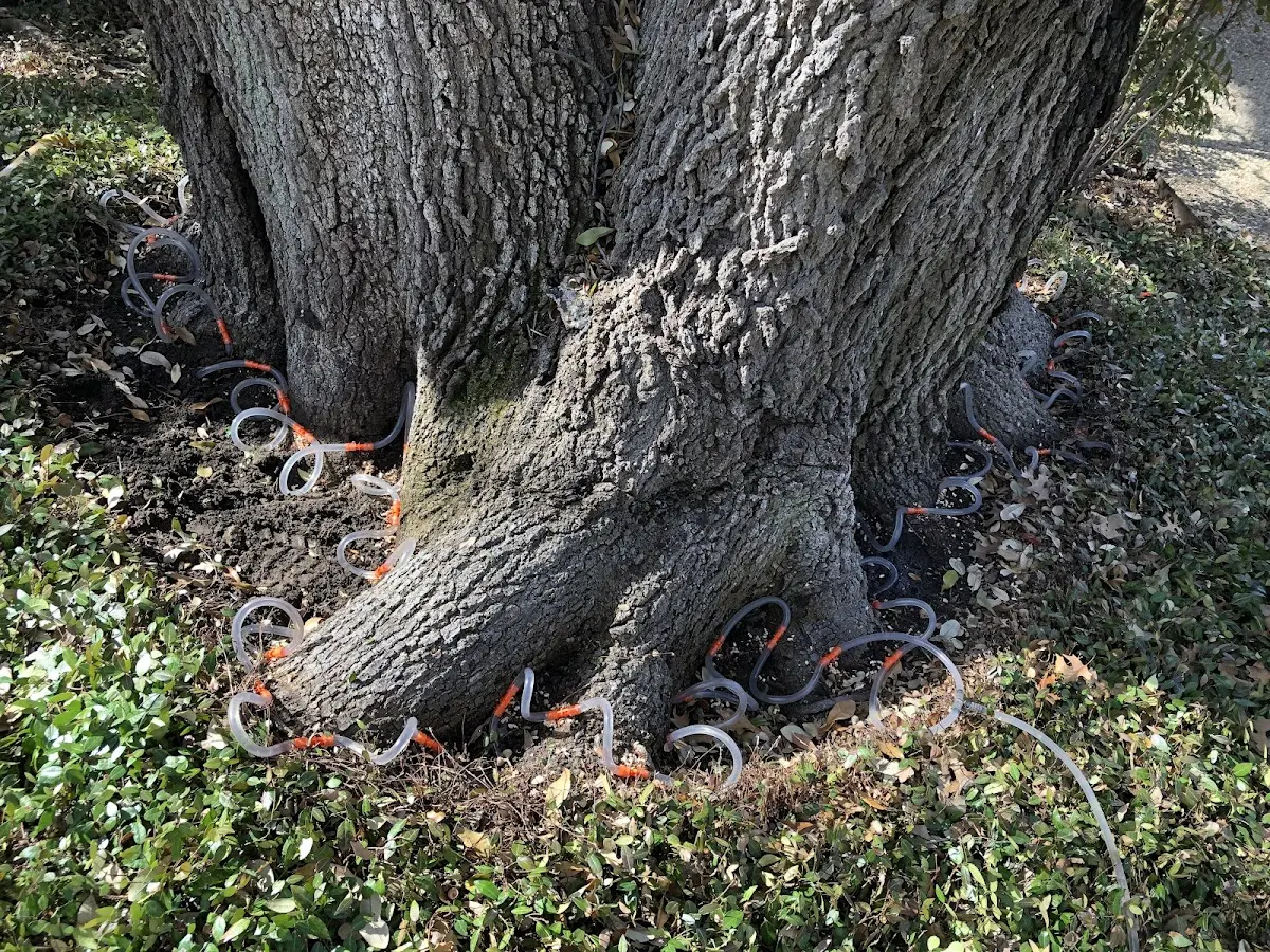Detailed Tree Cabling and Bracing job site in Folsom