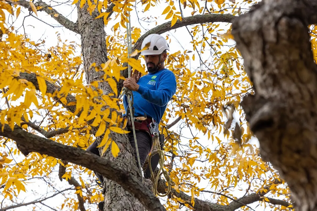 Skilled Tree Planting crew working in Folsom